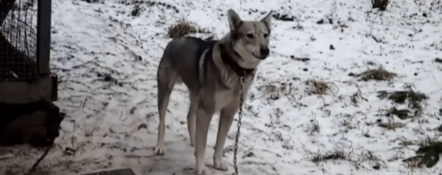 В Гатчинском районе собака нашла себе детеныша, который оказался диким зверем (5 фото)