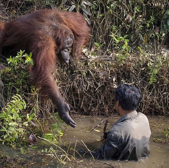 Рука помощи: орангутан попытался помочь стоявшему в воде мужчине (4 фото)