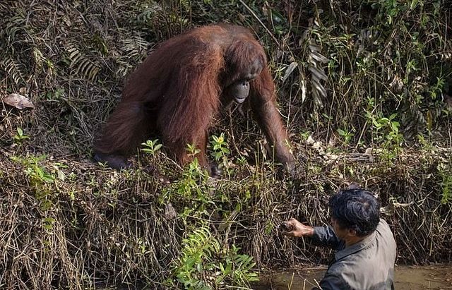 Рука помощи: орангутан попытался помочь стоявшему в воде мужчине (4 фото)