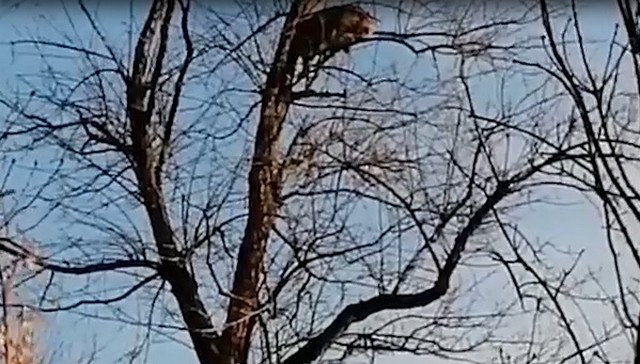 Собака в Приморье загнала на дерево опасное дикое животное
