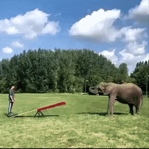 Слон помог сделать сальто