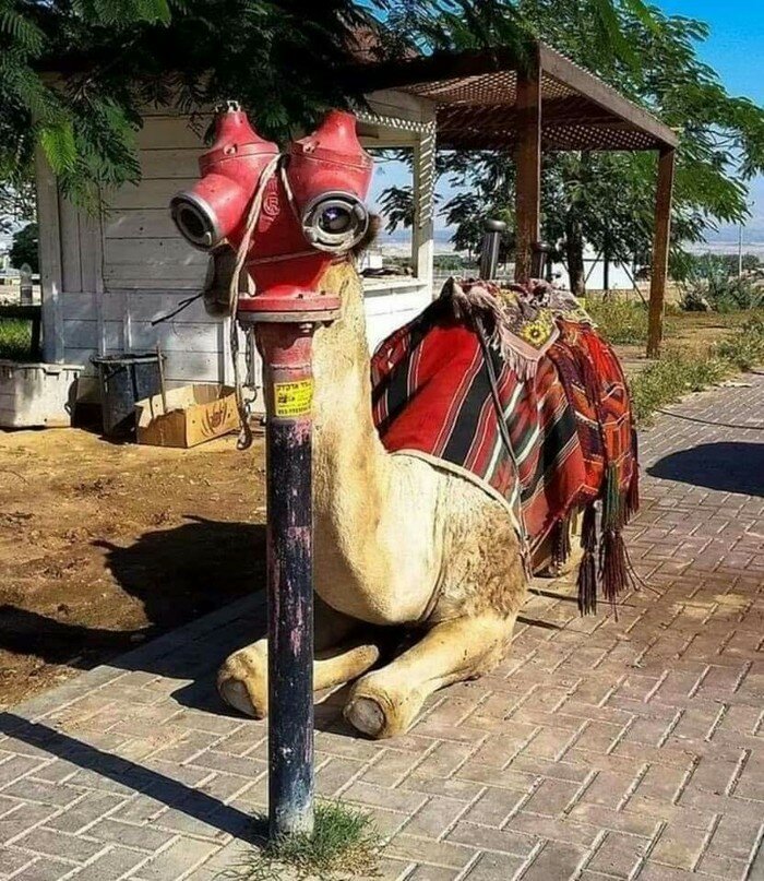 верблюд и гидрант