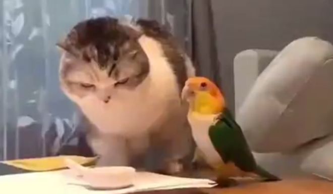 кот против попугая