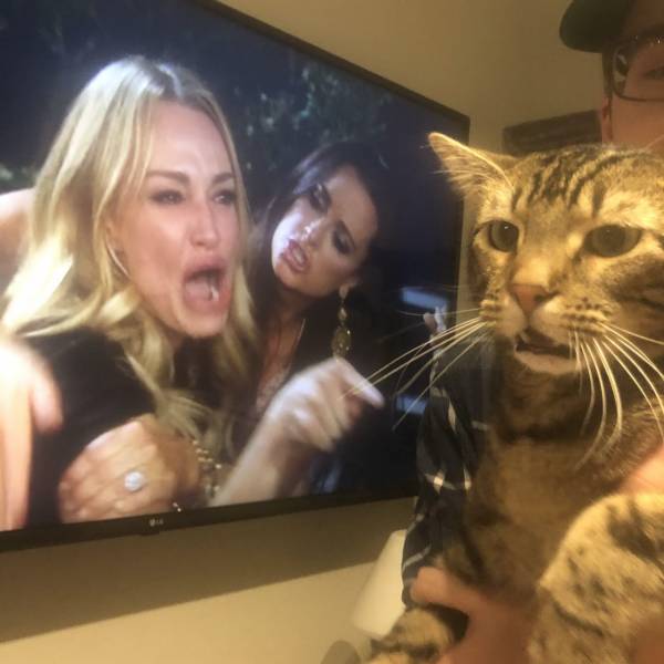 Мем с девушками и котом