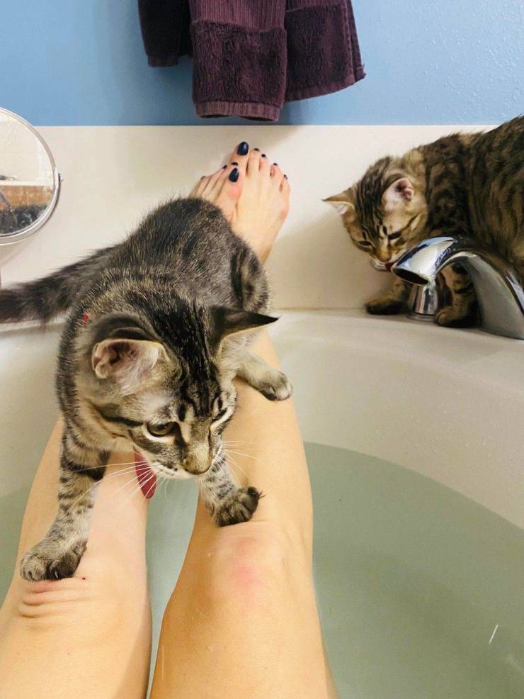 Коты в ванне