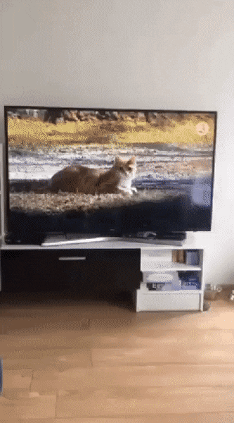 Кот испугался телевизора