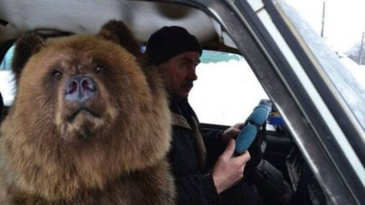 Медведь в автомобиле