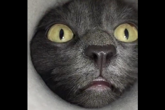Серый кот с большими глазами