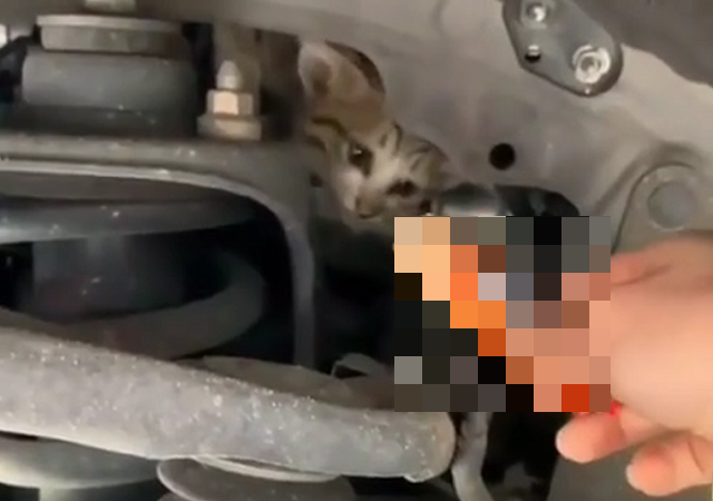 Котенок под капотом машины