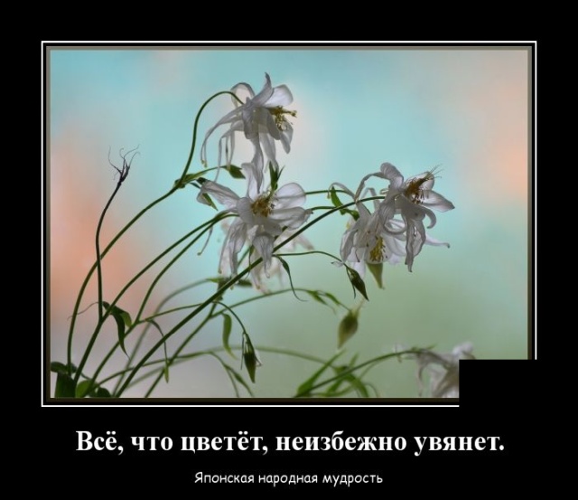 Демотиватор про цветы