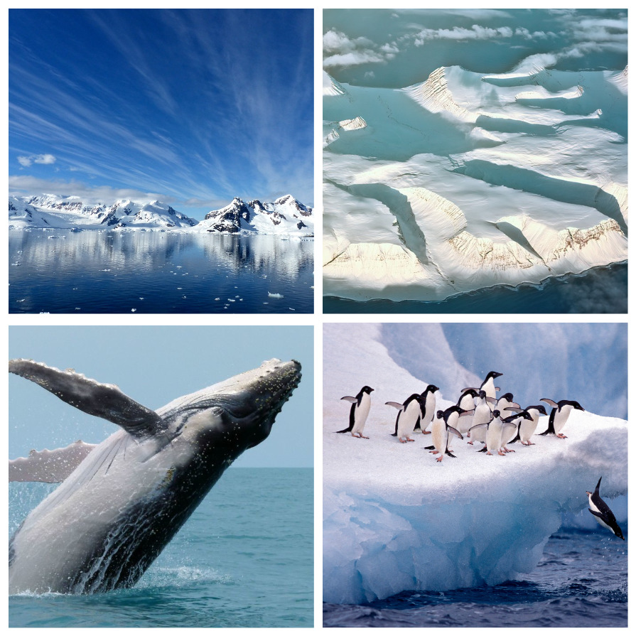 Интересные факты про Антарктиду (6 фото)