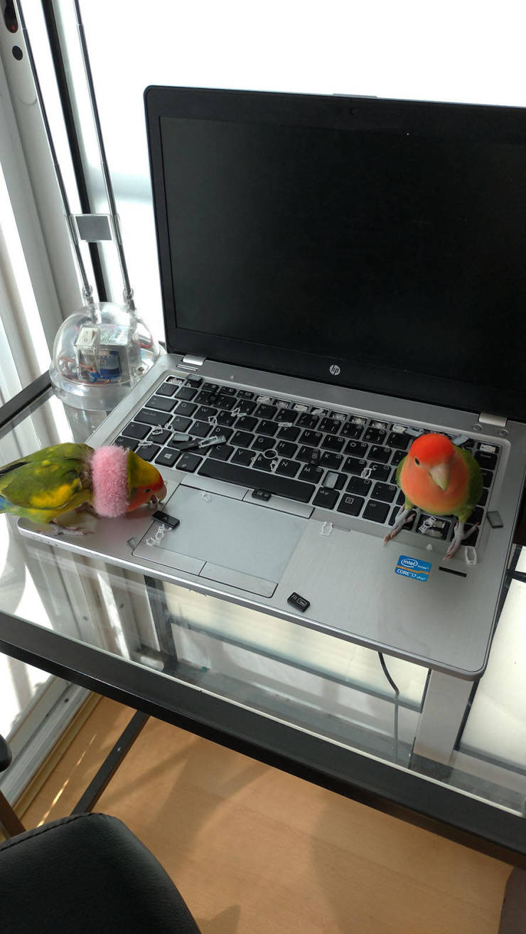 Попугаи и клавиатура