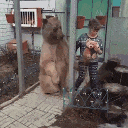 Медведь и хозяйка