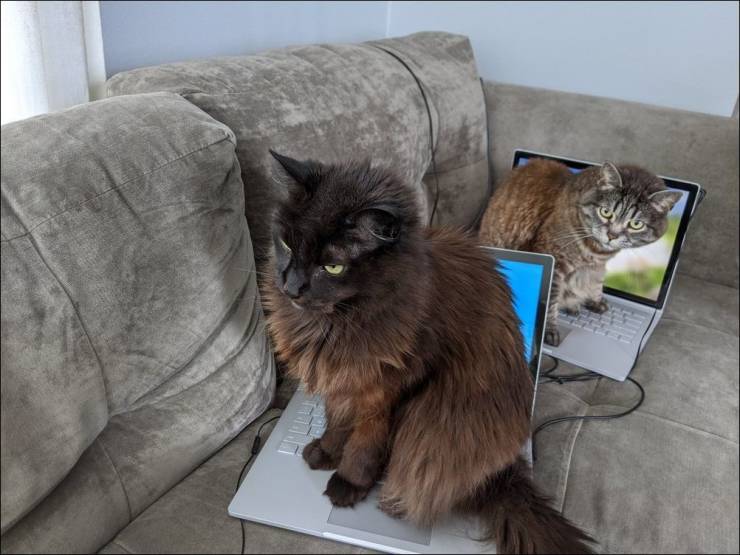 Кот на ноутбуке