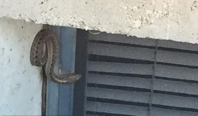 Змея на стене