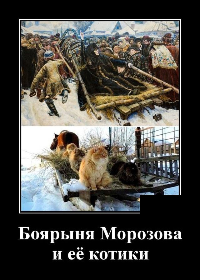 Демотиватор про котиков