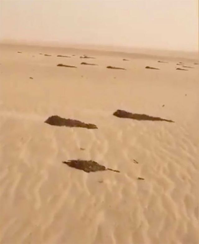 Саранча в пустыне