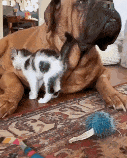 Котенок и собака