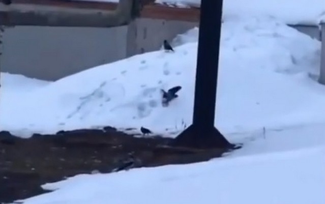 Вороны катаются по снегу