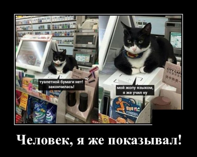 Демотиватор про кота в магазине