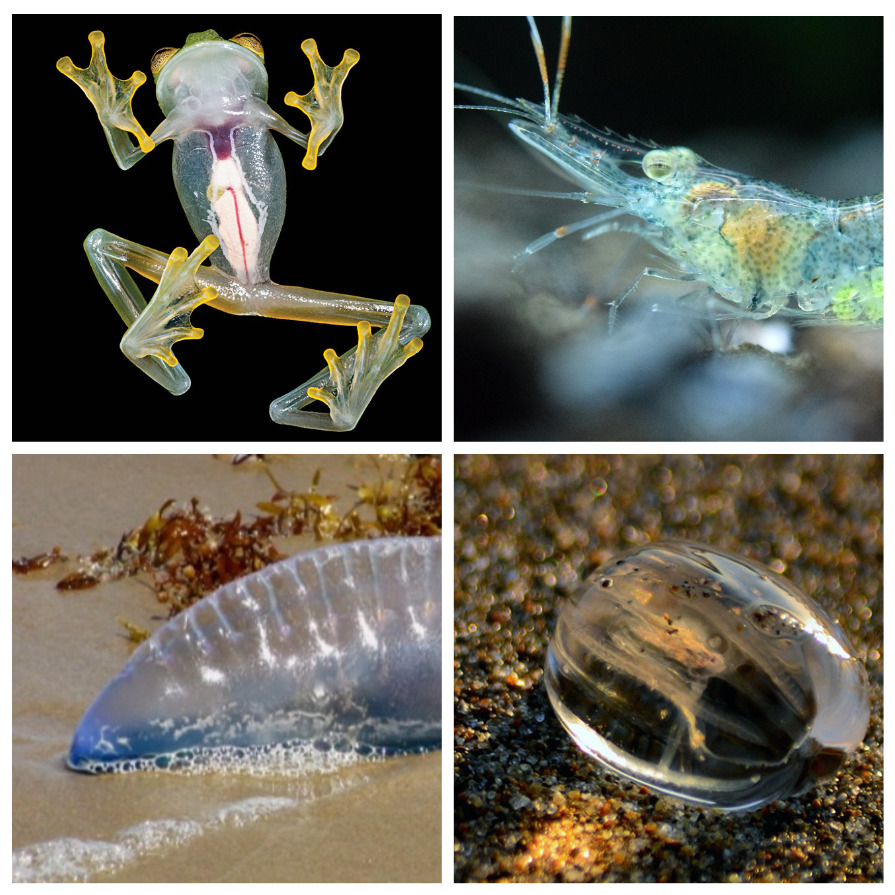 Прозрачные существа, живущие на нашей планете (7 фото)