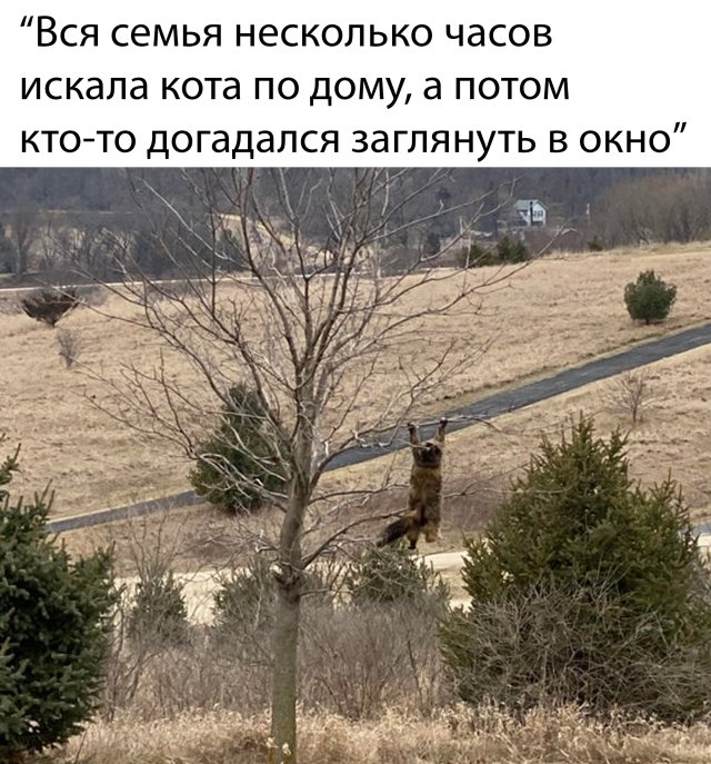 Смешные картинки утро 25 марта 2020