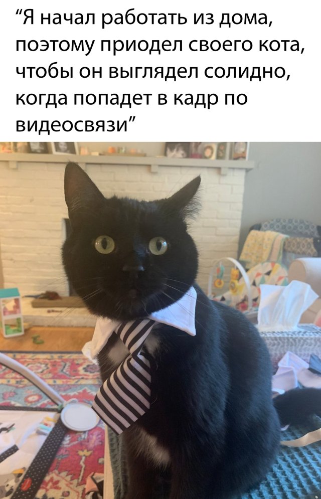 Смешные картинки утро 25 марта 2020