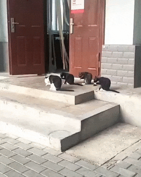 Коты на крыльце