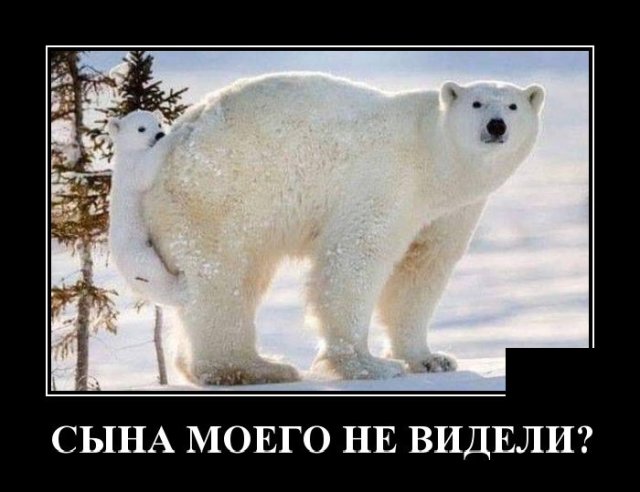 Демотиватор про медведей