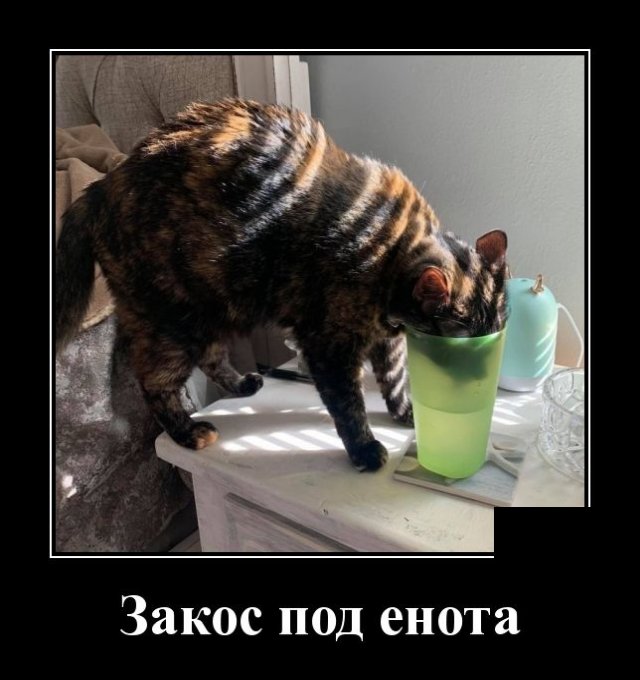 Демотиватор про кота и енота