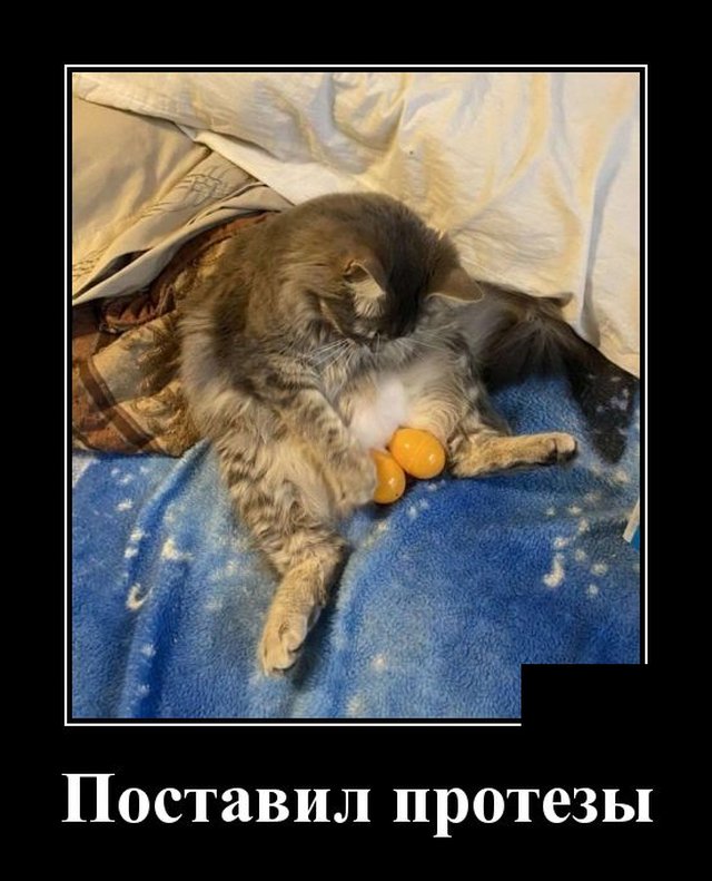 Демотиватор про кота и кастрацию