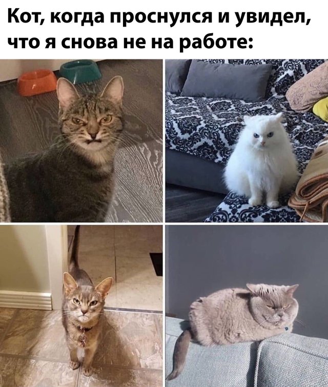 Смешные фото вечер 20 апреля 2020