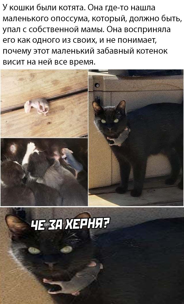 Смешные картинки вечер 23 апреля 2020