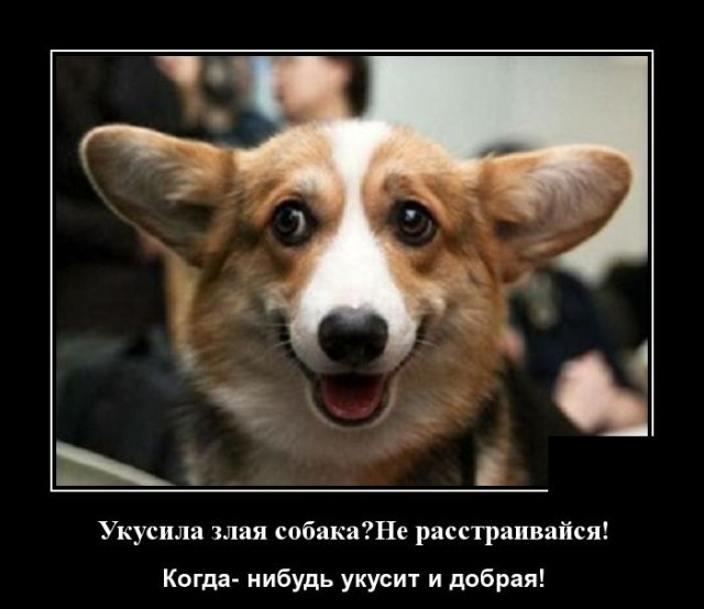 Демотиватор про собаку