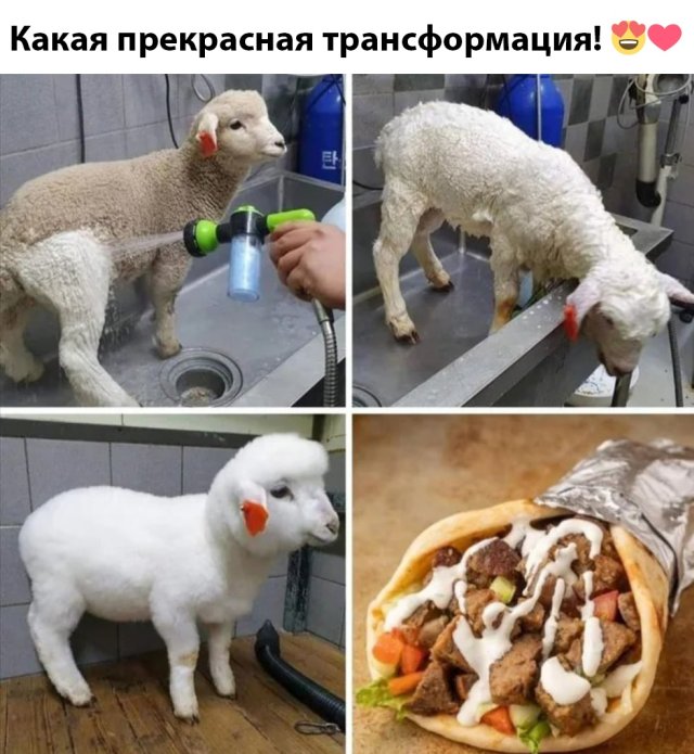 Смешные картинки 11 мая 2020