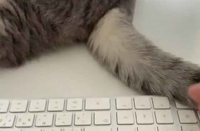 Кот на клавиатуре