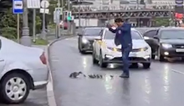 Мужчина помогает уткам перейти дорогу