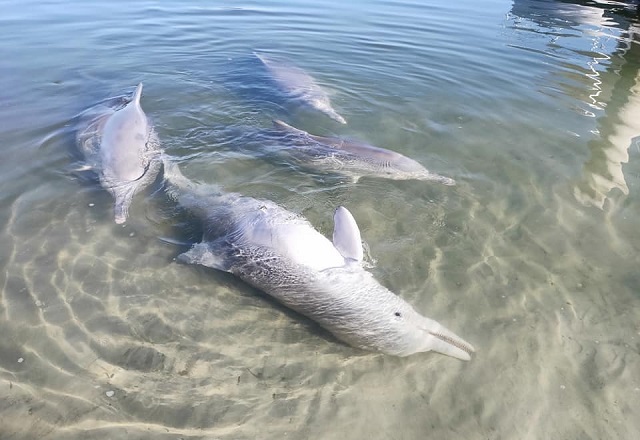 Мистик - дельфин-кладоискатель из Австралии (5 фото)