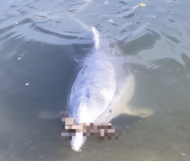 Дельфин из Австралии Мистик