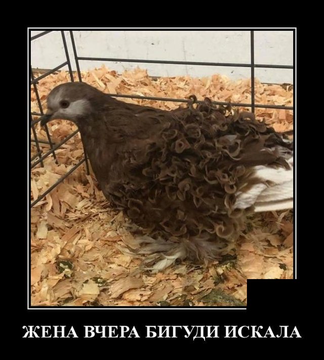 Демотиваторы 5 июня 2020