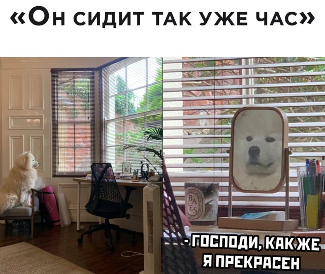 Смешные картинки 11 июня 2020