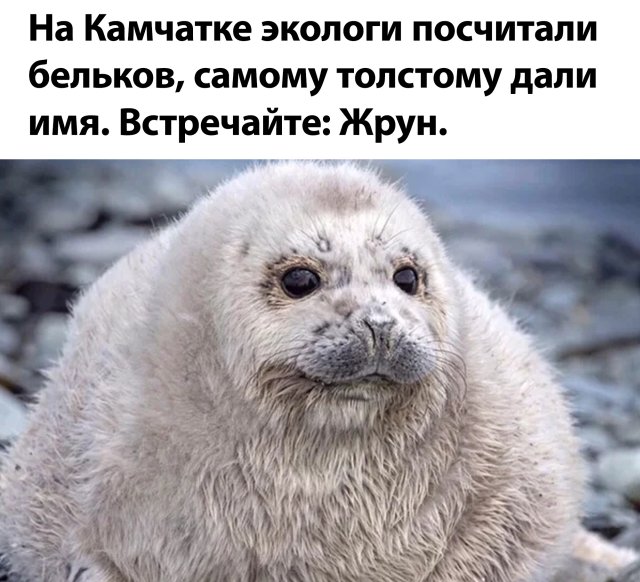 Смешные картинки 17 июня 2020