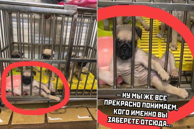 Смешные картинки 17 июня 2020