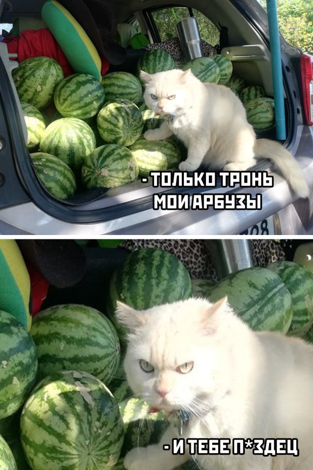 Смешные картинки 17 июня 2020
