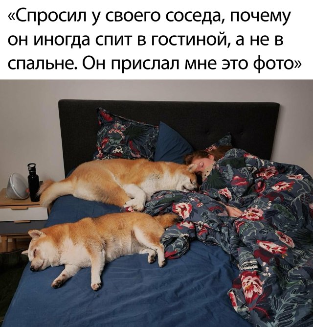 Смешные картинки 19 июня 2020