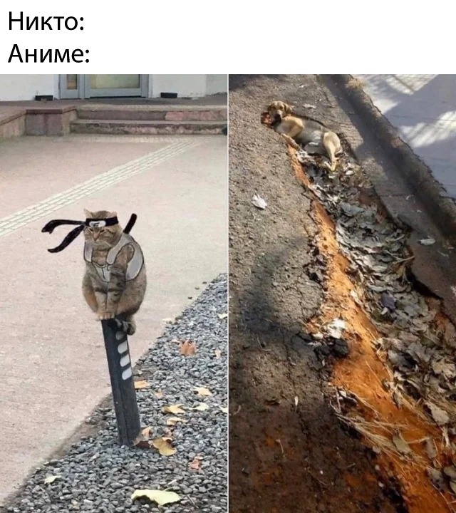 Смешные картинки 19 июня 2020