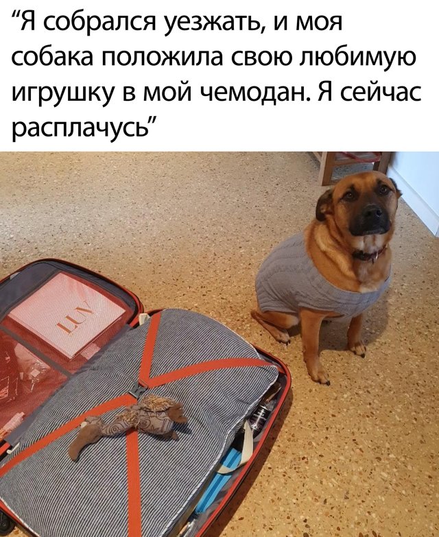 Смешные картинки 22 июня 2020