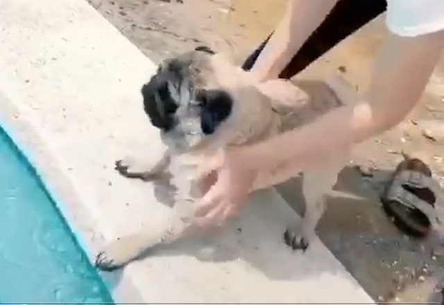 Собака у бассейна