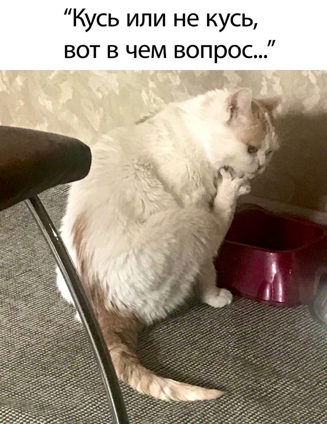 Смешные картинки 15 июля 2020 года