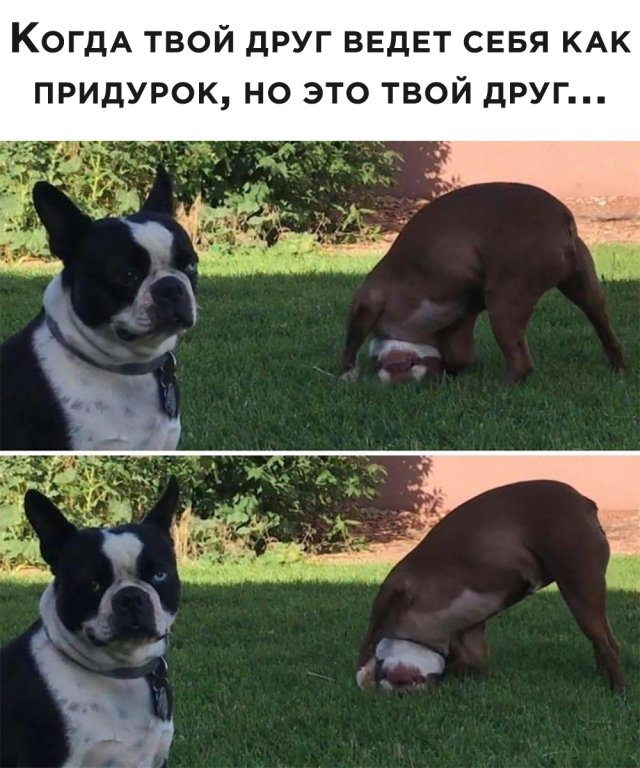 Смешные картинки 15 июля 2020 года
